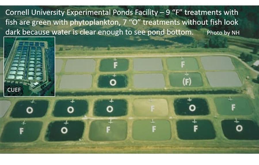 The Cornell University Experimental Ponds Facility- 9 &quot;F&quot; treatments with fish are green with phytoplankton, 7 &quot;O&quot; treatments without fish look dark because water is clear enough to see pond bottom